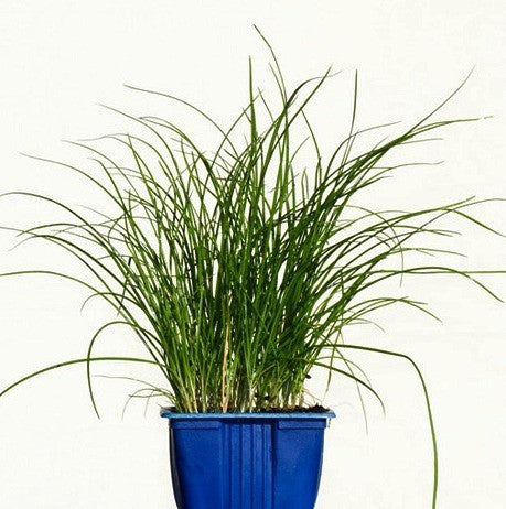 Windowsill Herb Garden - Six Gourmet Herbs