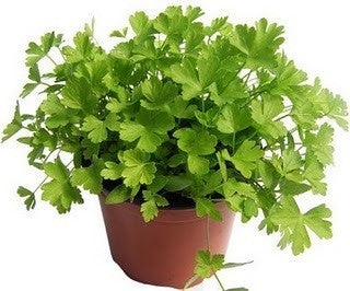 Windowsill Herb Garden - Six Gourmet Herbs