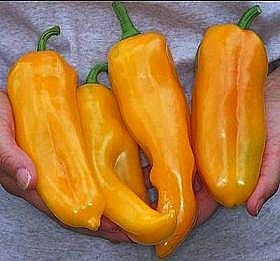 Golden Marconi - Italian Sweet Pepper