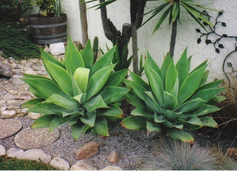 fox tail succulent Agave Attenuata (Fox Tail Agave)