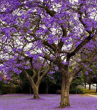 Jacaranda mimosifolia - Jacaranda Tree