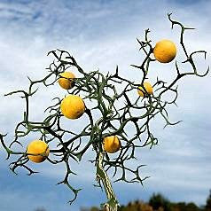 Poncirus citrus trifoliata - Flying Dragon