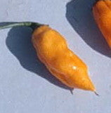 Datil Pepper - Heirloom Chile