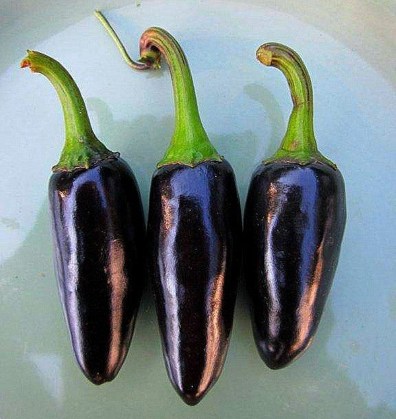 Black on sale hungarian peppers
