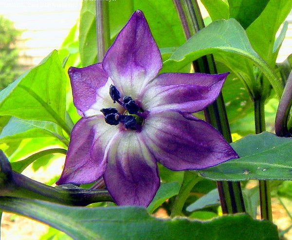 Black Hungarian - Heirloom Pepper