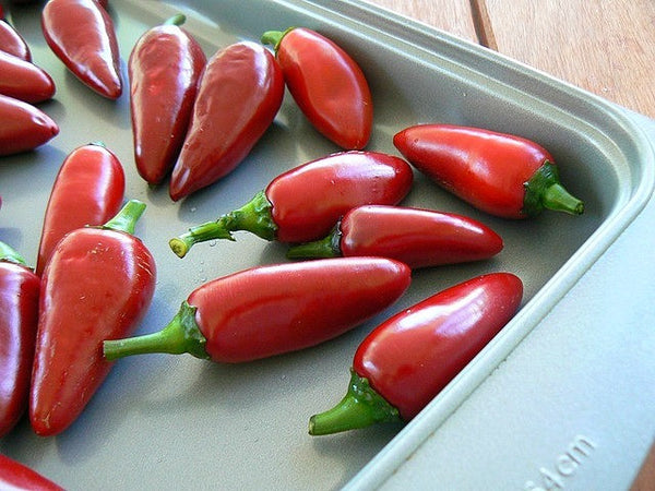 Black Hungarian - Heirloom Pepper