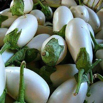 Japanese White Eggplant  Solanum melongena
