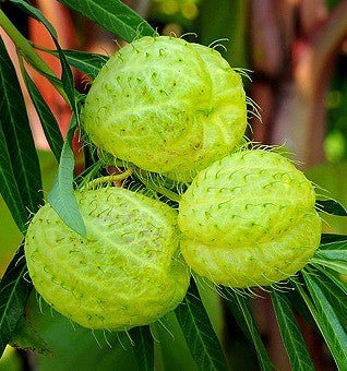 Family Jewels  Gomphocarpus physocarpus