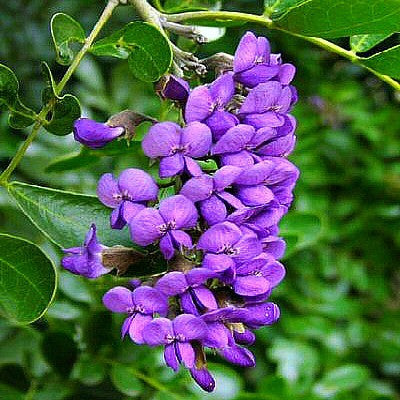 Sophora secundiflora  Texas Mountain Laurel
