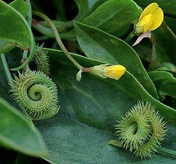 Prickly Caterpillar Bean - Scorpirius muracatus