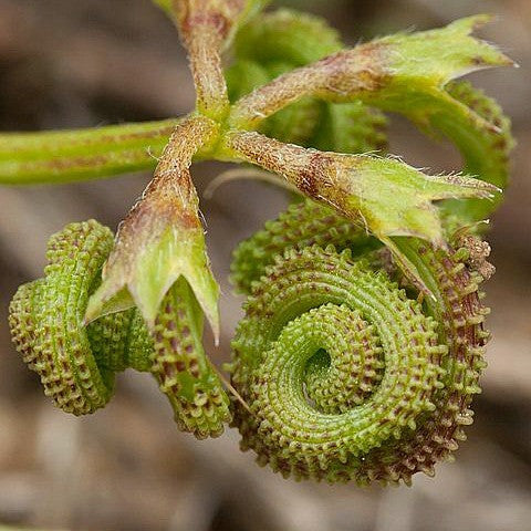 Prickly Caterpillar Bean - Scorpirius muracatus