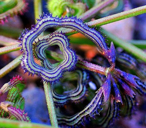 Prickly Caterpillar Bean - Scorpirius muracatus