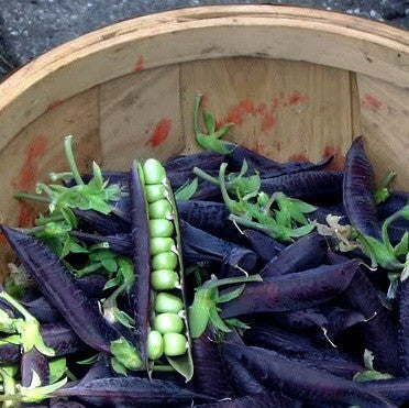Purple Podded Peas - Blauwschokkers