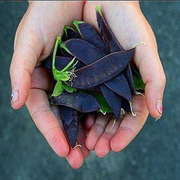 Purple Podded Peas - Blauwschokkers