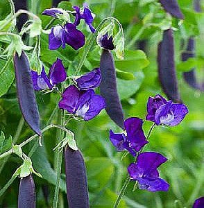 Purple Podded Peas - Blauwschokkers