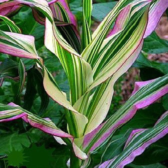Candy Striped Corn - Zea mays japonica