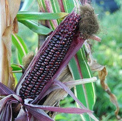 Candy Striped Corn - Zea mays japonica