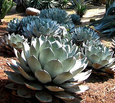 Agave parryi - Artichoke Agave
