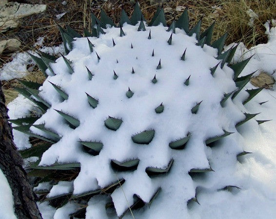 Agave parryi - Artichoke Agave