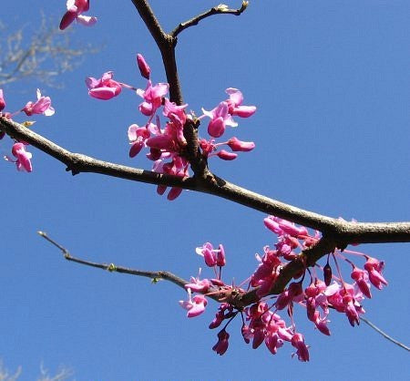 Cercis canadensis - Eastern Redbud