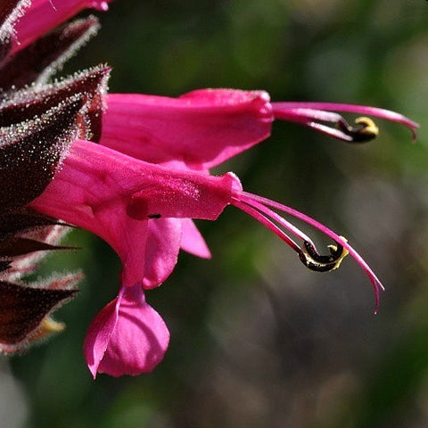 Salvia spathacea - Hummingbird Sage