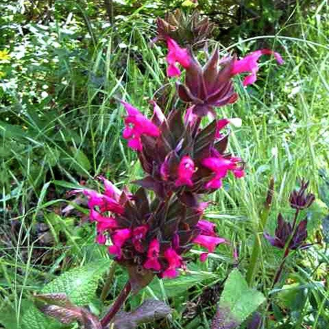Salvia spathacea - Hummingbird Sage
