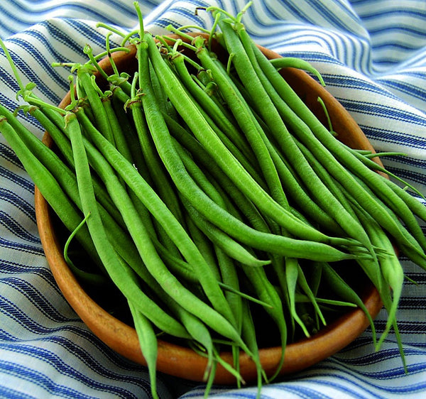 Fin de Bagnol - French Green Bean