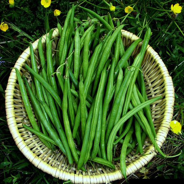 Fin de Bagnol - French Green Bean