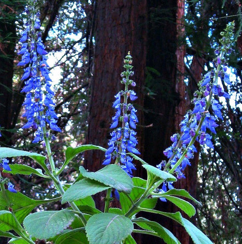 Coleus forsokolii - Plectranthus barbatus  - Indian Coleus