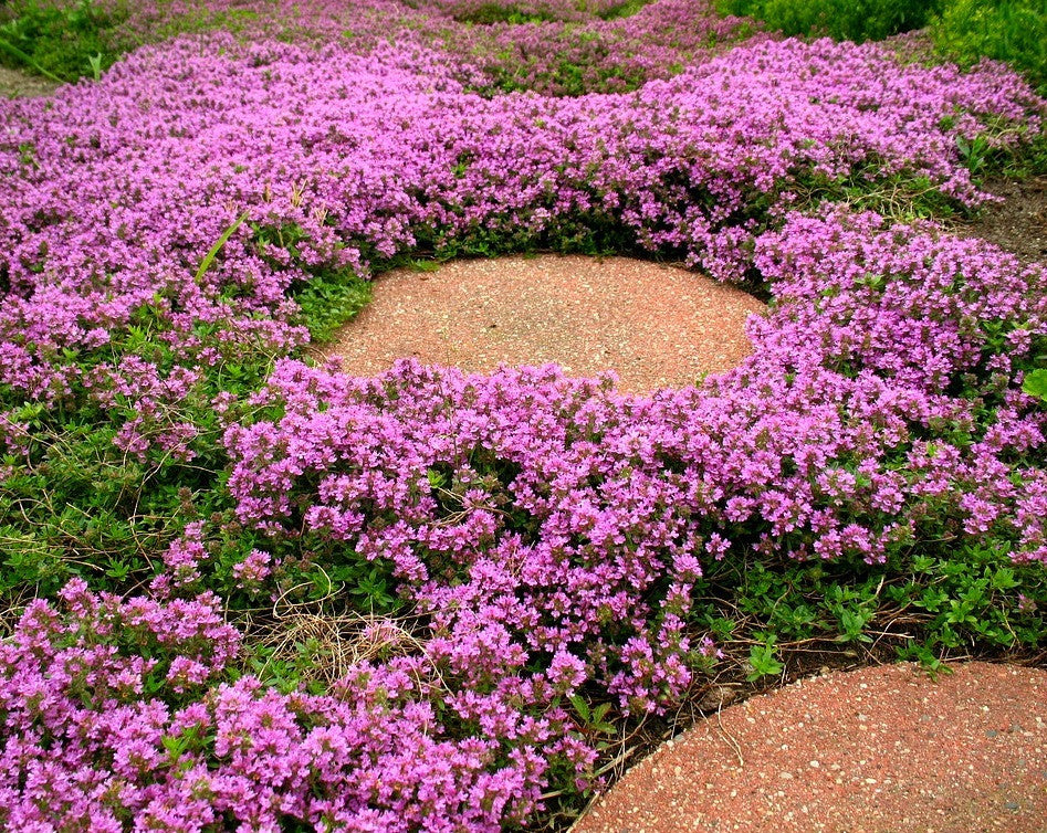 Creeping Thyme - Fragrant Groundcover