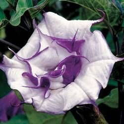 Datura metel fastuosa  - Purple Datura