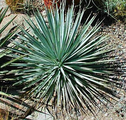 Yucca Collection Mix  Eight Species