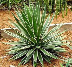 Yucca Collection Mix  Eight Species