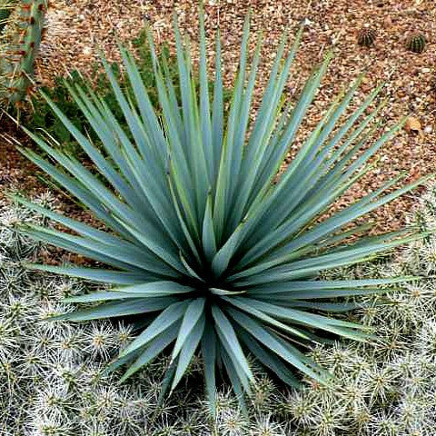 Yucca Collection Mix  Eight Species