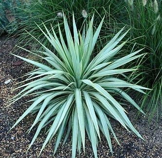 Yucca Collection Mix  Eight Species