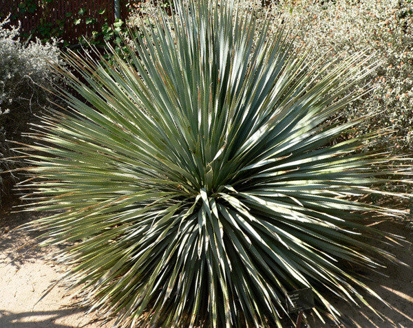 Yucca Collection Mix  Eight Species