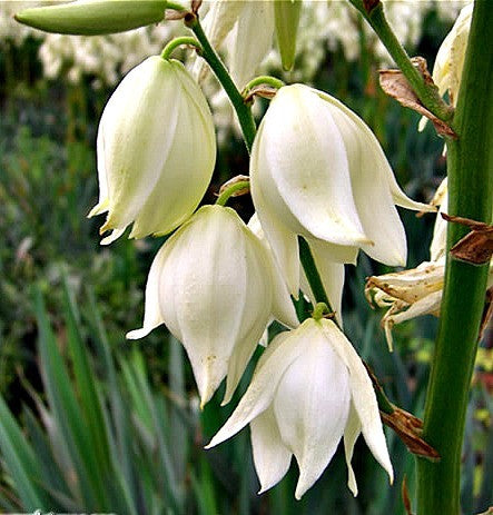 Yucca Collection Mix  Eight Species