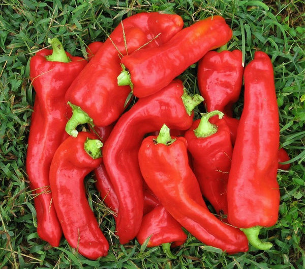 Red Marconi   Sweet Heirloom Pepper