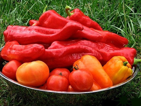 Red Marconi   Sweet Heirloom Pepper
