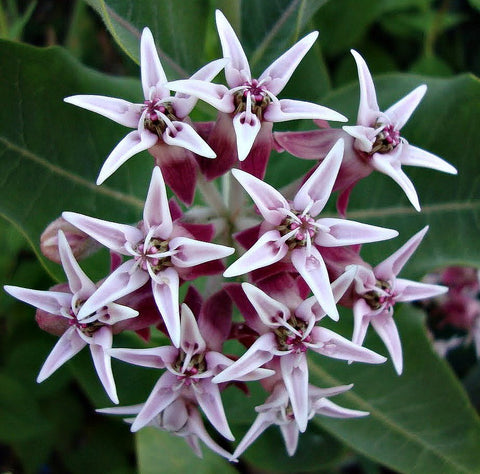 Asclepias speciosa  Showy Milkweed