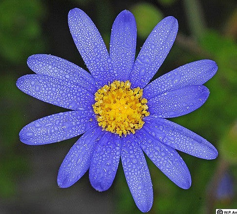 Felicia amelloides - Blue Marguerite