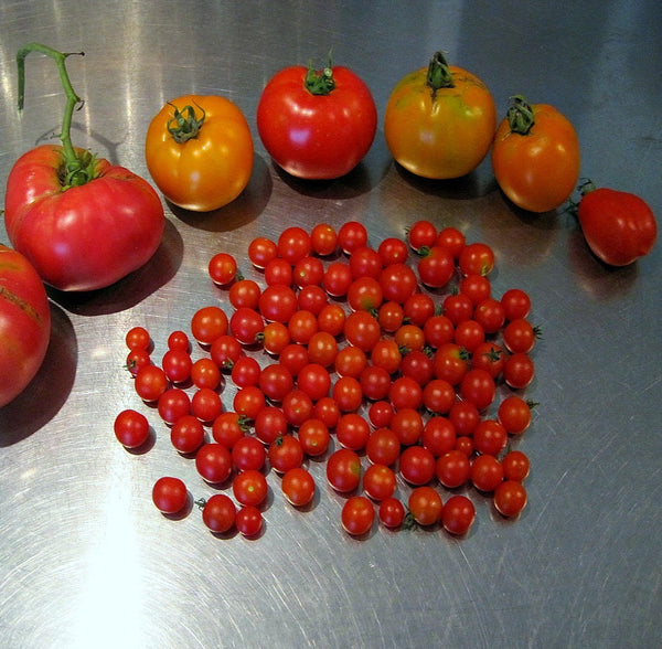 Spoon Tomato - Heirloom Tomato