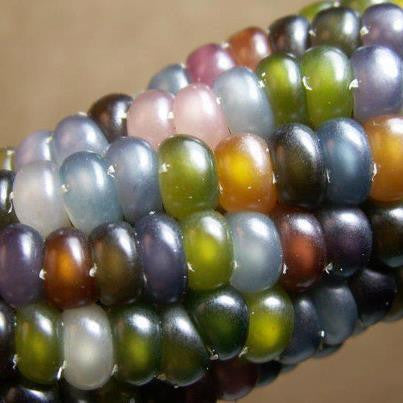 Glass Gem Corn - rare heirloom