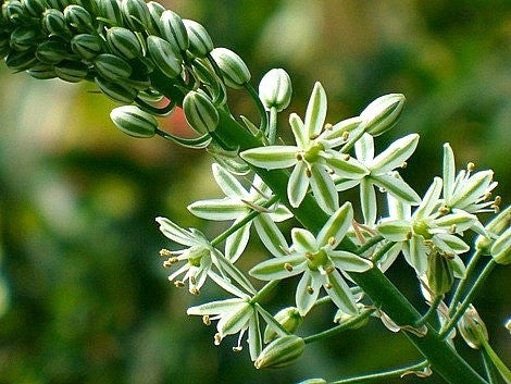 Ornithogalum caudatum - Pregnant Onion Bulbs