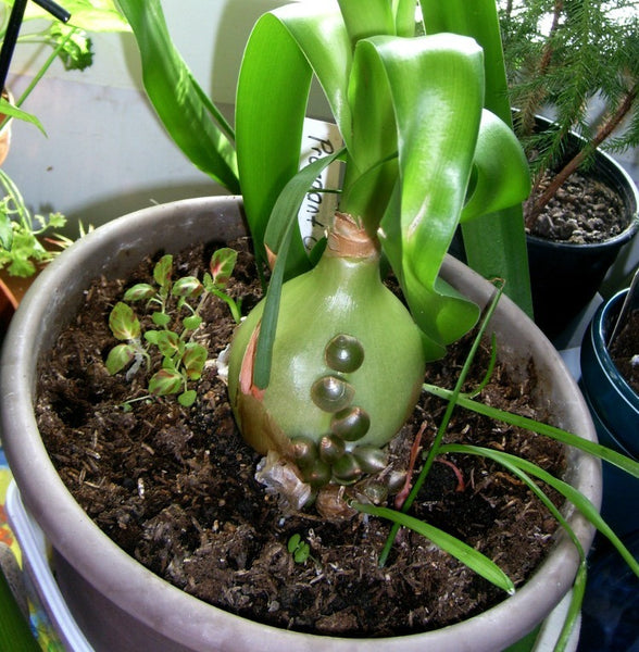 Ornithogalum caudatum - Pregnant Onion seeds