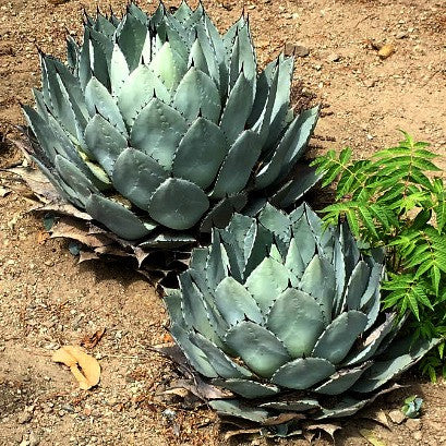 Agave parryi - Artichoke Agave