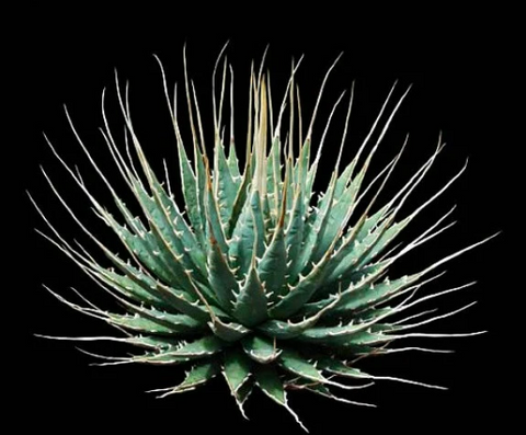 Agave utahensis, Utah Agave – Smart Seeds Emporium
