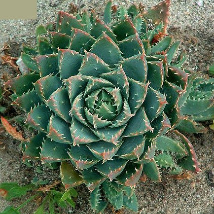 Aloe Species Collection - 15 mixed seeds