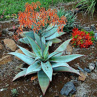 Aloe striata - Coral Aloe