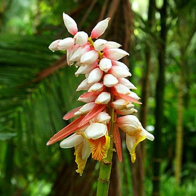 Madagascar Jasmine, Stephanotis floribunda, Monrovia Plant